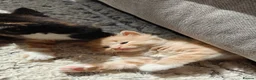 Mixed Breed cats for sale: 1x Longhair Ginger 3x Calico Tricolour Kittens! - Advert 2