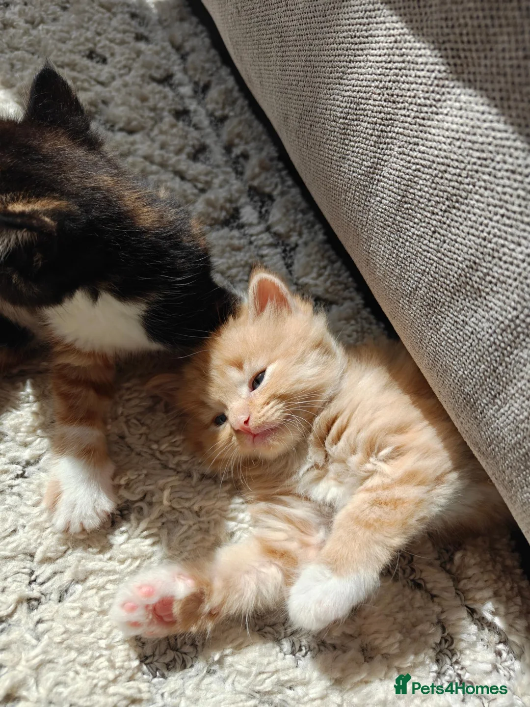 Mixed Breed cats for sale: 1x Longhair Ginger 3x Calico Tricolour Kittens! - Advert 2