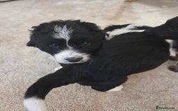 Bordoodle dogs for sale: F2 Bordoodle puppies - Image 9