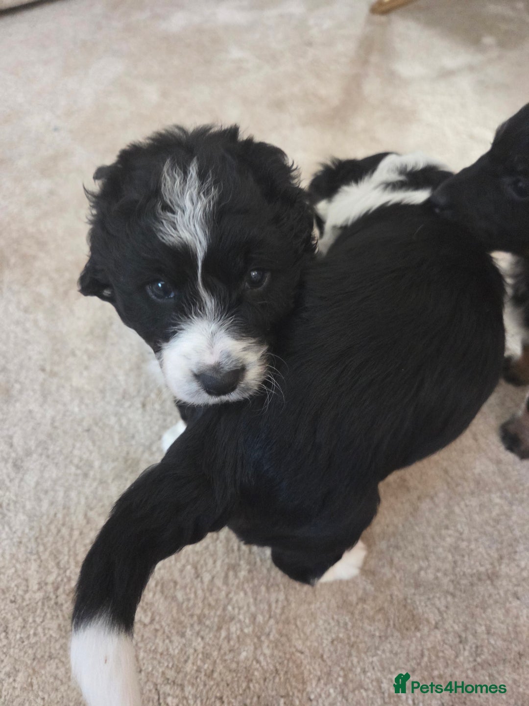 Bordoodle dogs for sale: F2 Bordoodle puppies - Image 9