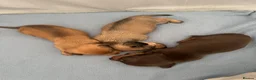 Miniature Dachshund dogs for sale: Beautiful Miniature Dachshund Puppies – Ready Soon in Stratford-upon-Avon - Advert 6