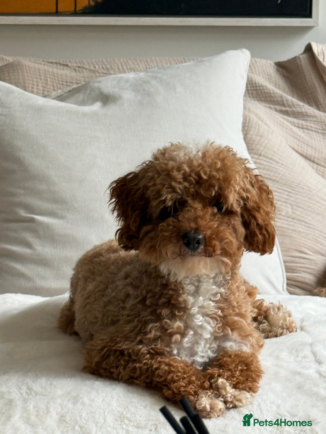 Miniature Poodle dogs for stud: Stunning miniature poodle for STUD.  - Image 6