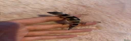 Leopard Gecko reptiles for sale: Mixed Morph Leopard Geckos For Sale - Advert 7