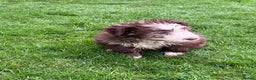 Bearded Collie dogs for sale: One Brown Beardie For Sale - Advert 4