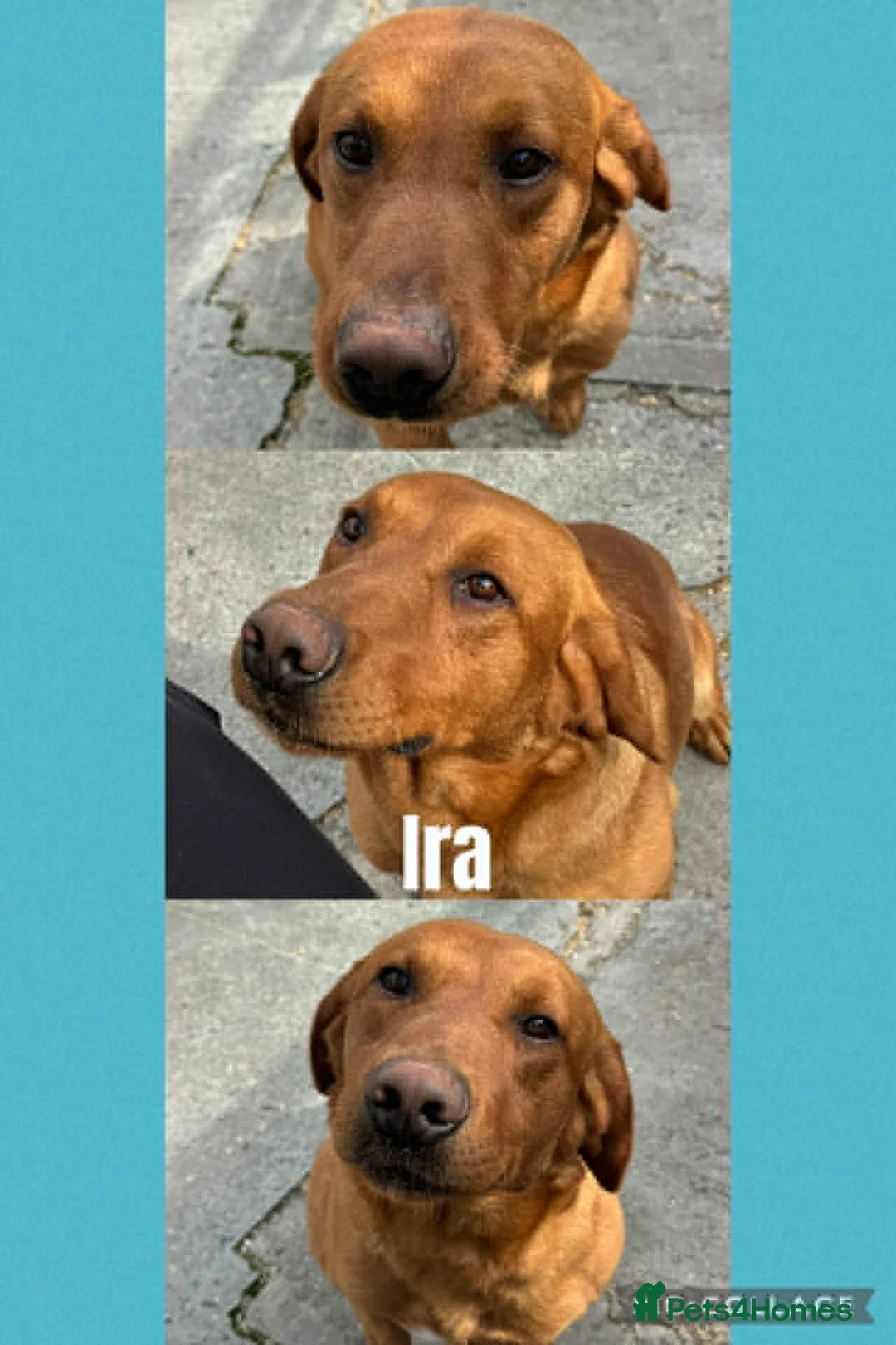 Labrador Retriever dogs for sale: Yellow Labrador boy - Advert 2