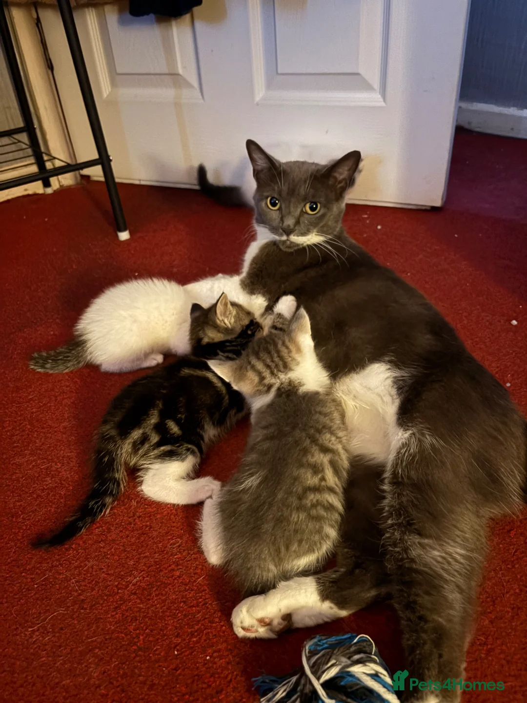 Mixed Breed cats for sale: 5 boys and 2 girls looking for new homes  - Advert 1