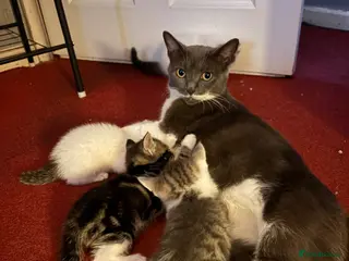 Mixed Breed cats 5 boys and 2 girls looking for new homes - Advert 1