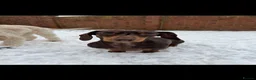 Mixed Breed dogs for sale: Miniature dachshund in Billingham - Advert 2