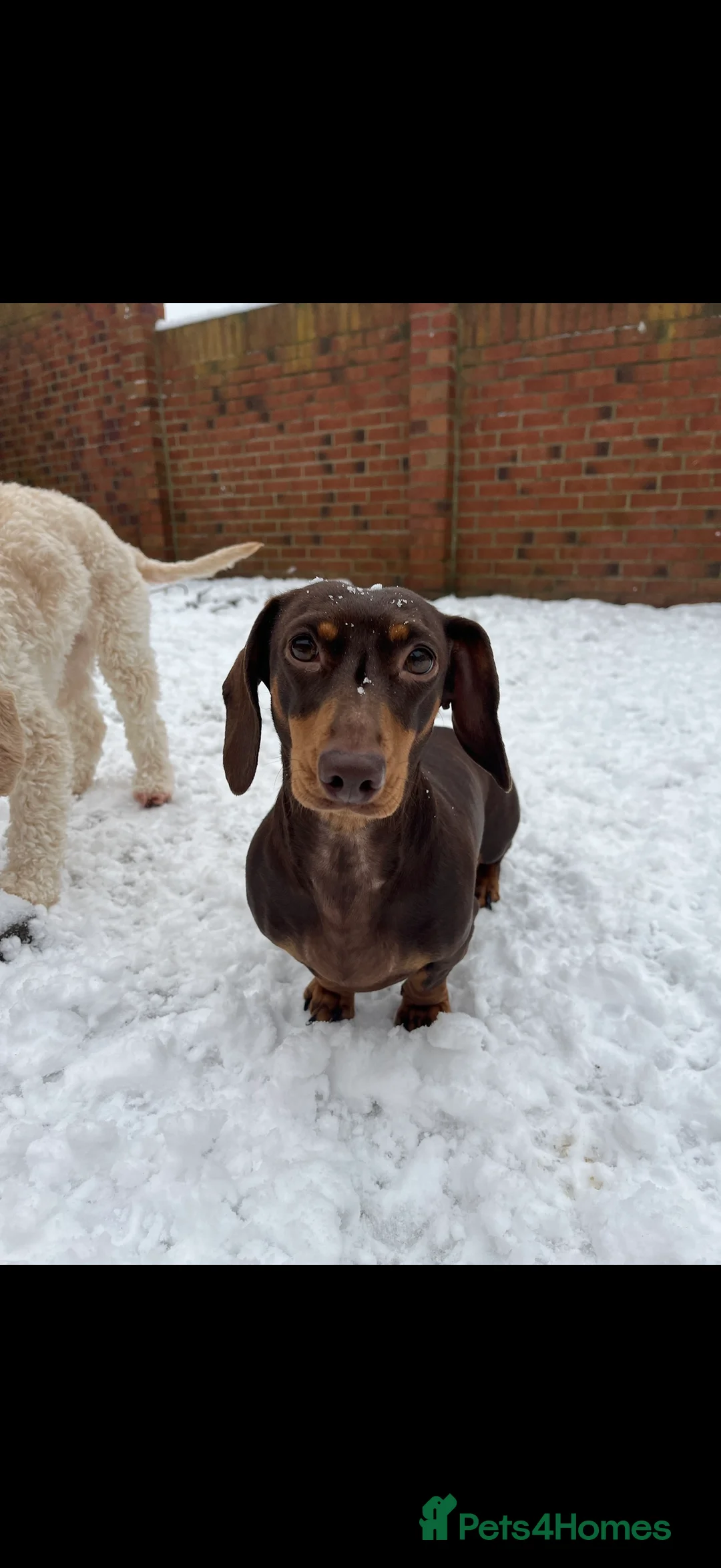 Mixed Breed dogs for sale: Miniature dachshund in Billingham - Advert 2