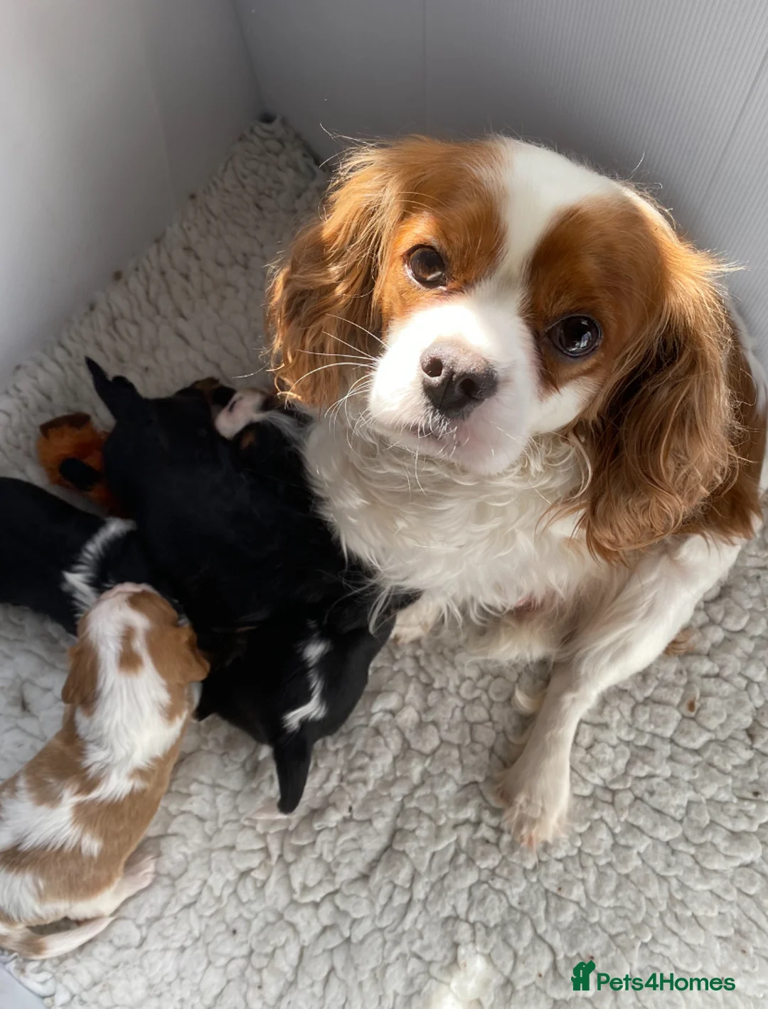 Cavalier King Charles Spaniel dogs for sale: Kc reg Chocolate Carrier’s  - Advert 2