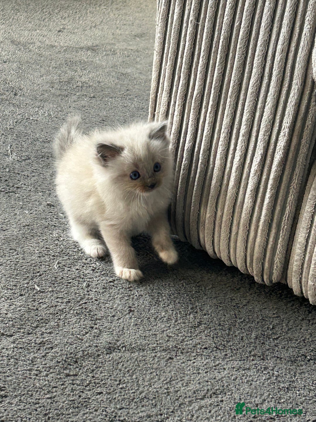 Ragdoll cats for sale: One blue mitted ragdoll boy - Image 6