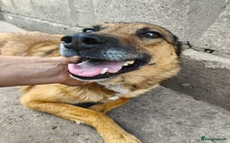 Mixed Breed dogs for adoption: 💖🐶 LARA 🐶💖 - Image 4