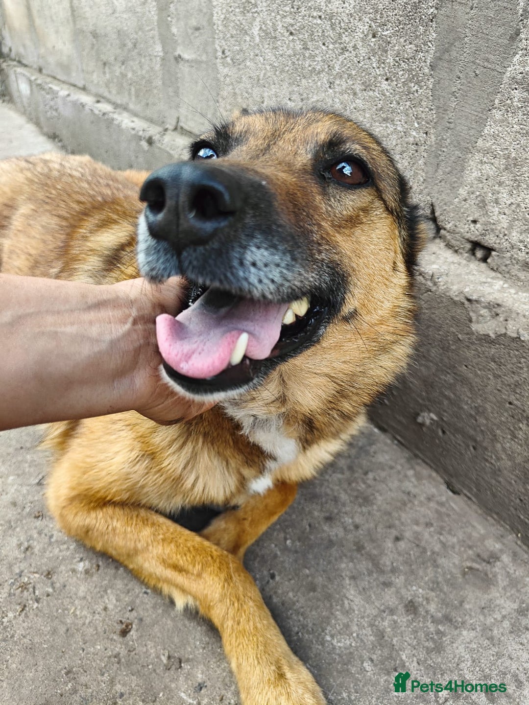 Mixed Breed dogs for adoption: 💖🐶 LARA 🐶💖 - Image 4