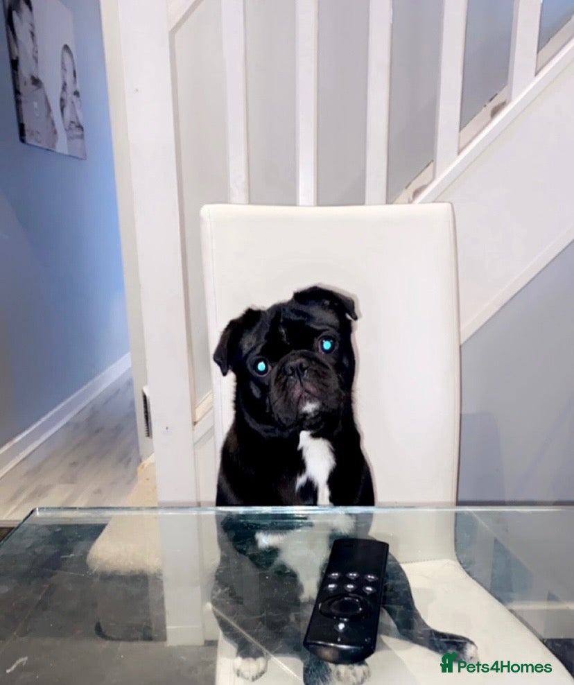 Mixed Breed dogs for sale: Need to re home my dogs - Advert 17