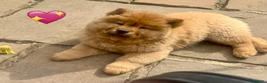 Chow Chow Puppy 3