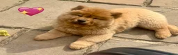 Chow Chow dogs for sale: Beautiful Chow Chow puppies  🐾❤️ in Manchester - Advert 4