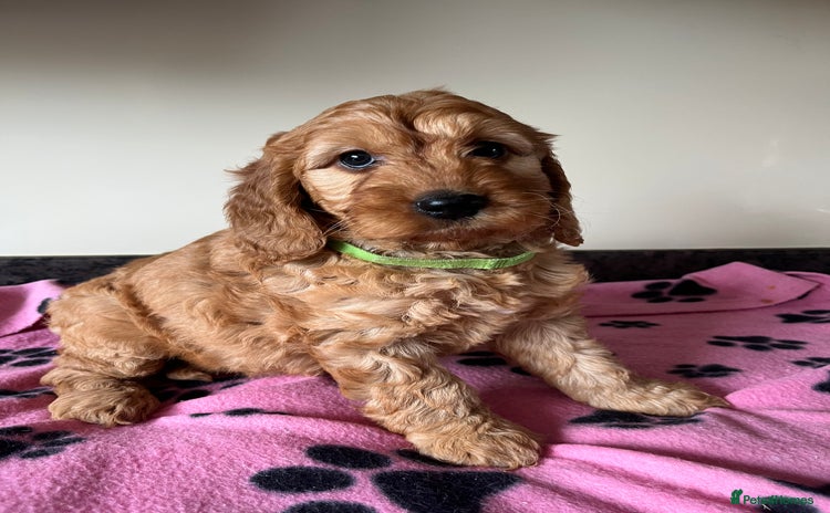 Cockapoo dogs - Advert 4