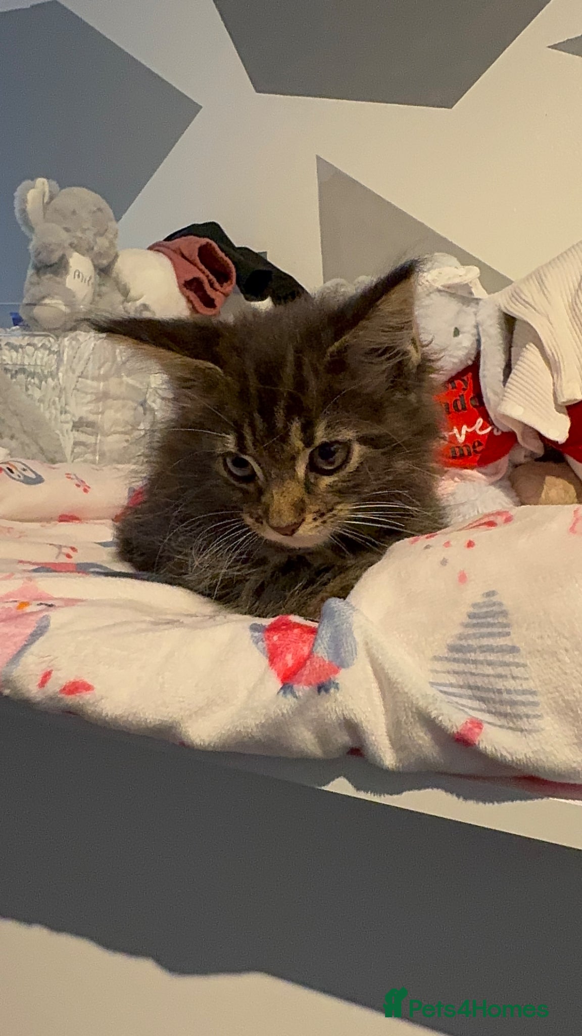 Maine Coon cats for sale: 4 full Maine Coon for sale  - Advert 7