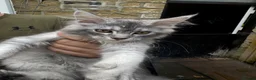 Maine Coon cats for sale: Champion Maine coon girl 💖 - Advert 4