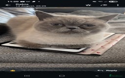 Exotic cats for sale: Colourpoint Exotic Short/Longhairs - Image 8