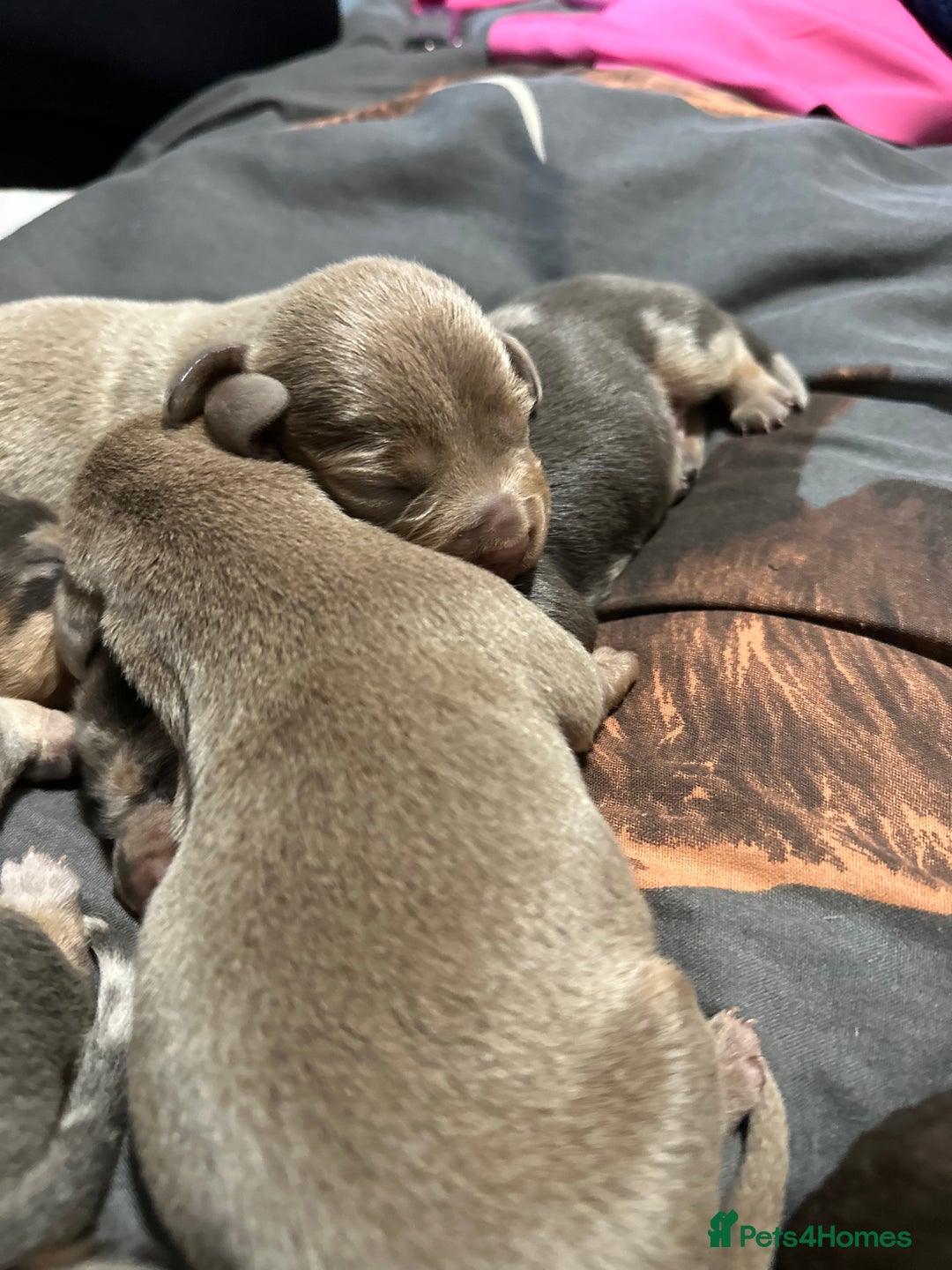 Dachshund dogs for sale: 7 Beautiful dachshund puppies  - Advert 22