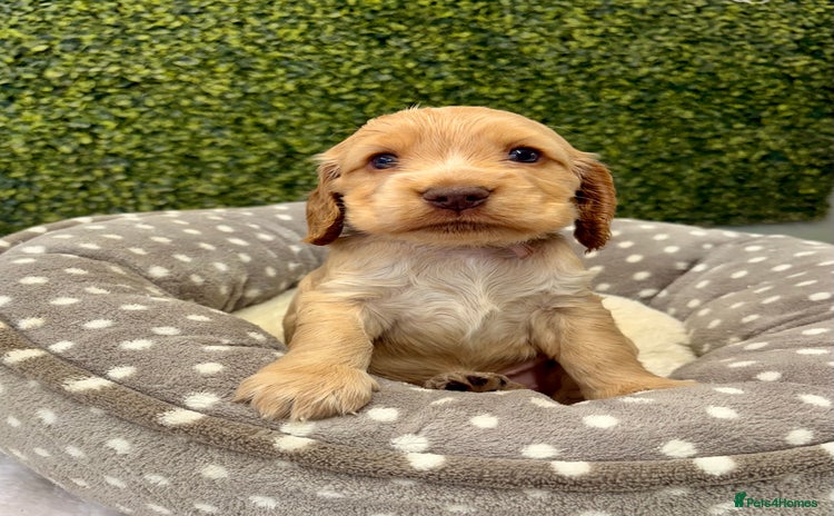 Cocker Spaniel dogs - Advert 1