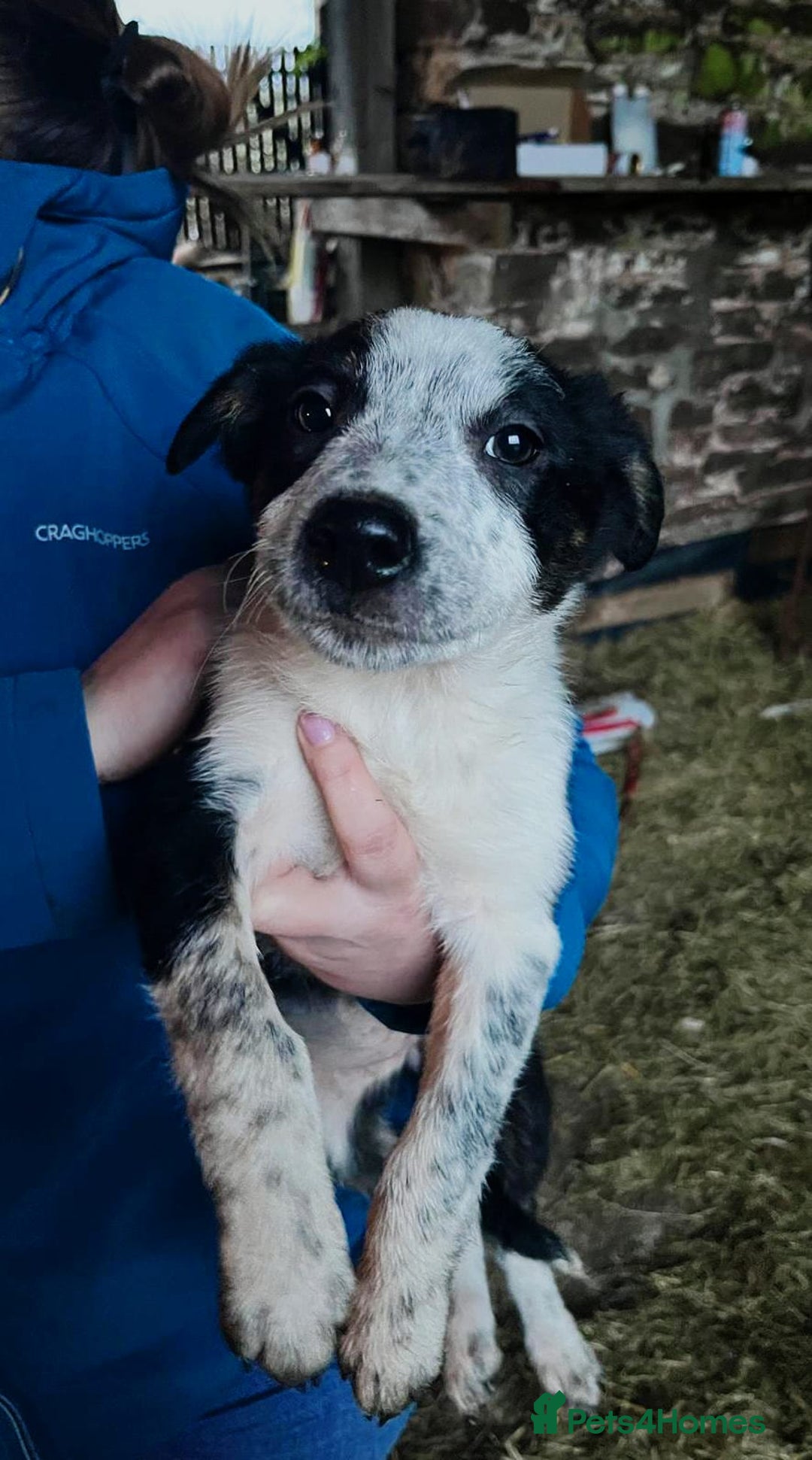 Border Collie dogs for sale: Beautiful collie puppies available  - Advert 3