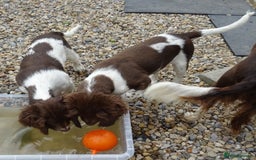 English Springer Spaniel dogs for sale: Two Gorgeous Boy English Springer Spaniel Puppies  - Image 40