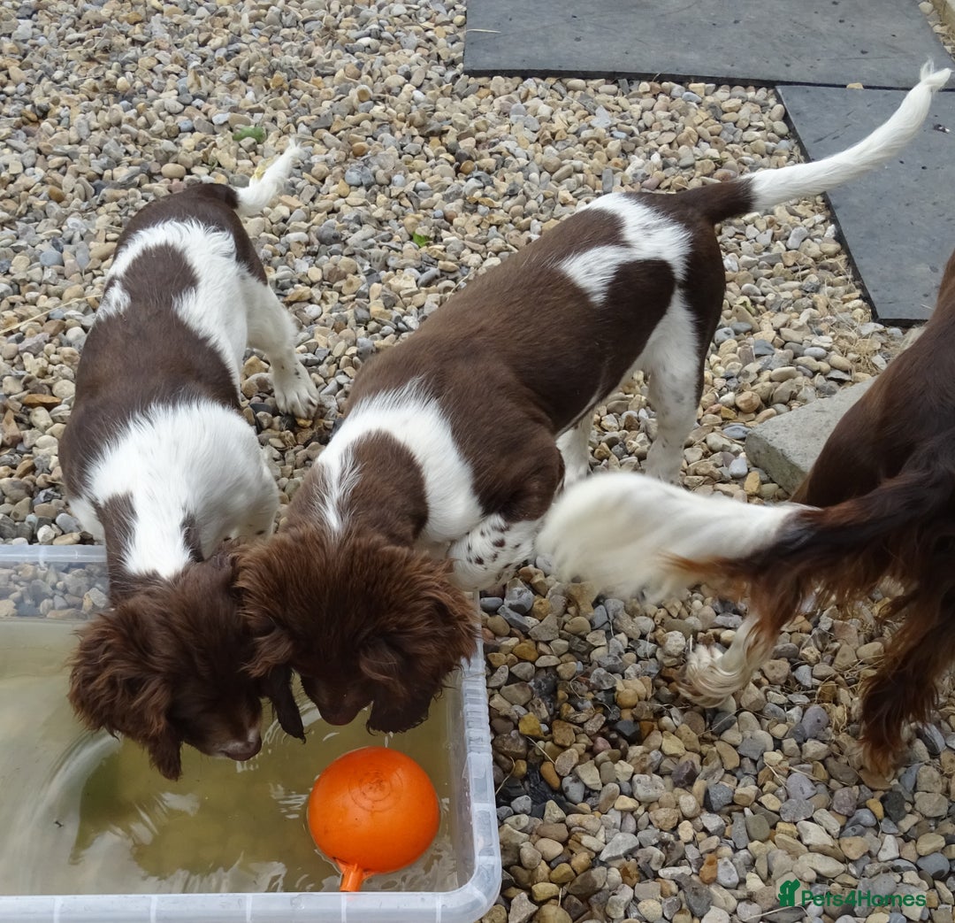 English Springer Spaniel dogs for sale: Two Gorgeous Boy English Springer Spaniel Puppies  - Image 40