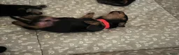 Miniature Dachshund dogs for sale: 4 male smooth hair miniature dachshund  - Advert 13