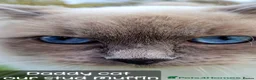 Ragdoll cats for sale: Half-Ragdolls from £150 (ready to leave) - Advert 10