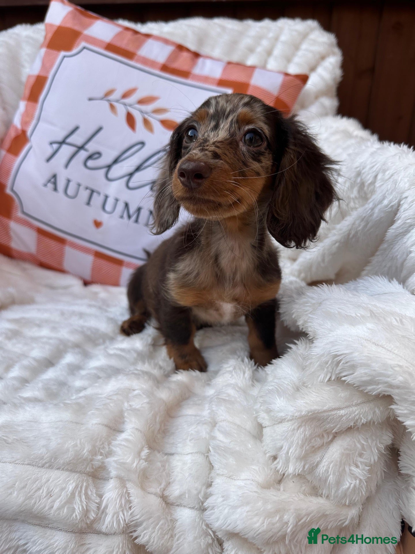Miniature Dachshund dogs Fabulous Litter of Long haired dachshund puppies  - Advert 18