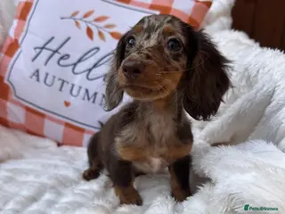 Miniature Dachshund dogs Fabulous Litter of Long haired dachshund puppies - Advert 18