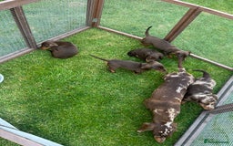 Miniature Dachshund dogs for sale: Miniature dachshund  - Image 5