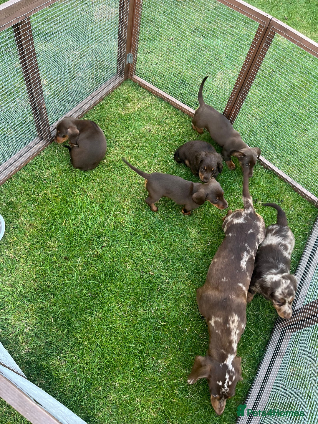 Miniature Dachshund dogs for sale: Miniature dachshund  - Image 5