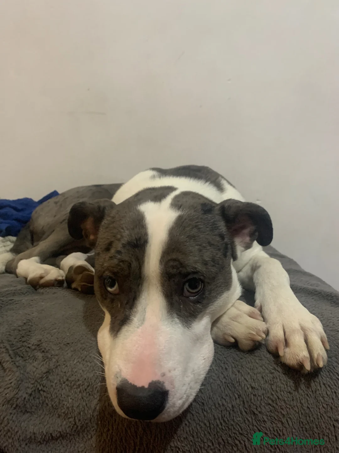 Mixed Breed dogs for sale: Bull Terrier X looking for home ASAP in Doncaster - Advert 2