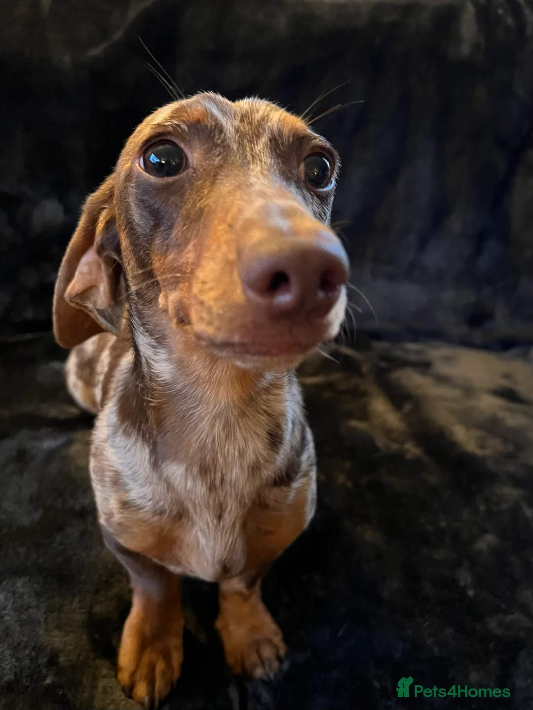Miniature Dachshund dogs for stud: Proven, KC, PRA clear, tested, Miniature Dachshund in Hinckley - Advert 3