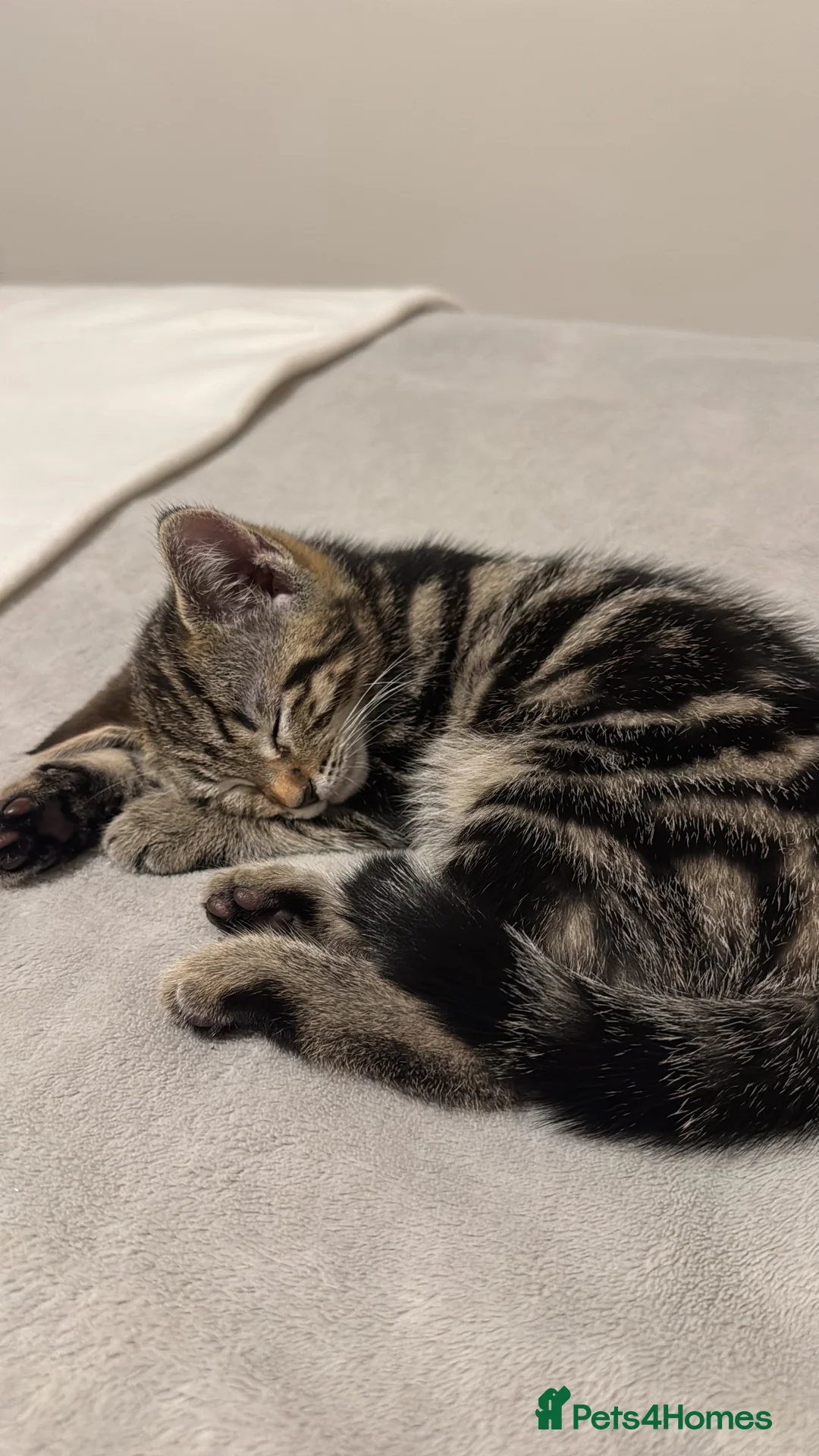 Domestic Shorthair cats for sale: Looking for a loving home - Advert 6