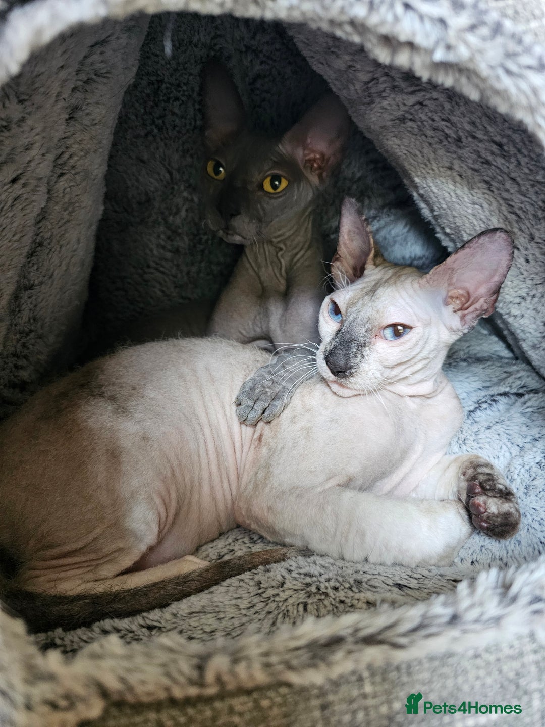 Sphynx cats for sale: Beautiful Sphynx X Siamese kittens - Image 39