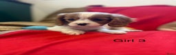 Cavalier King Charles Spaniel dogs for sale: Gorgeous Cavalier King Charles Spaniel puppies - Advert 14