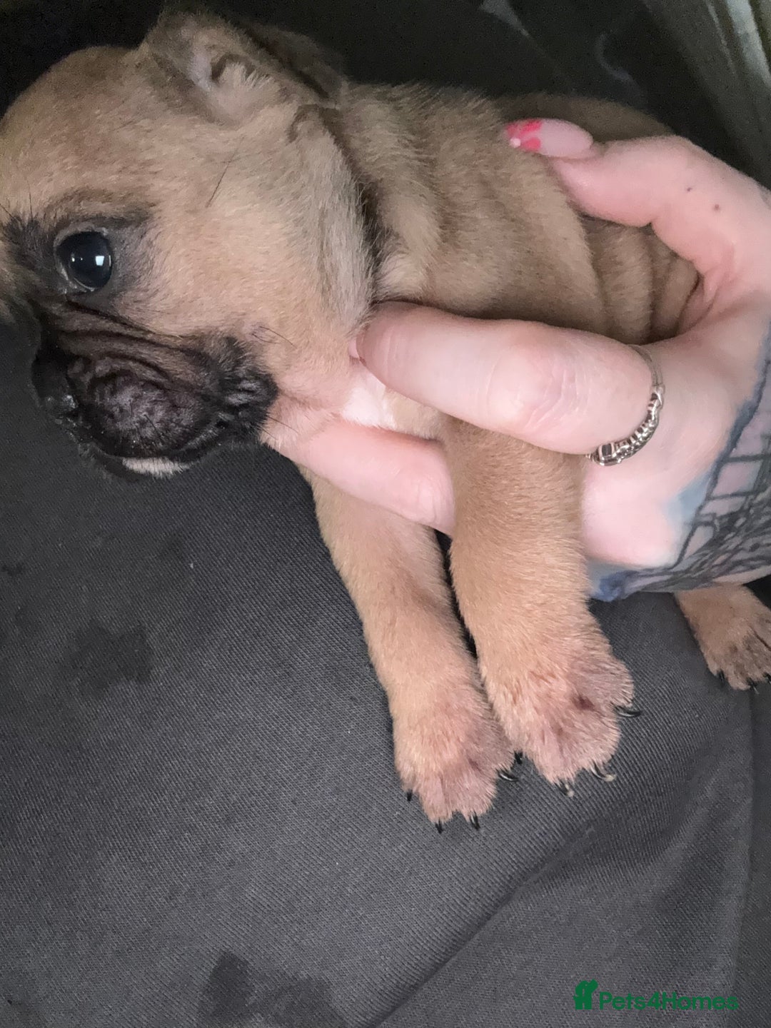 French Bulldog dogs for sale: 2 girls full French bulldogs  - Advert 5