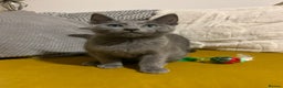 Russian Blue cats for sale: Gorgeous Championship Russian blue kittens  - Advert 24