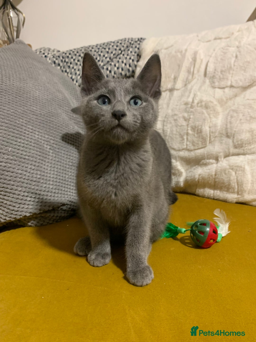 Russian Blue cats for sale: Gorgeous Championship Russian blue kittens  - Advert 24