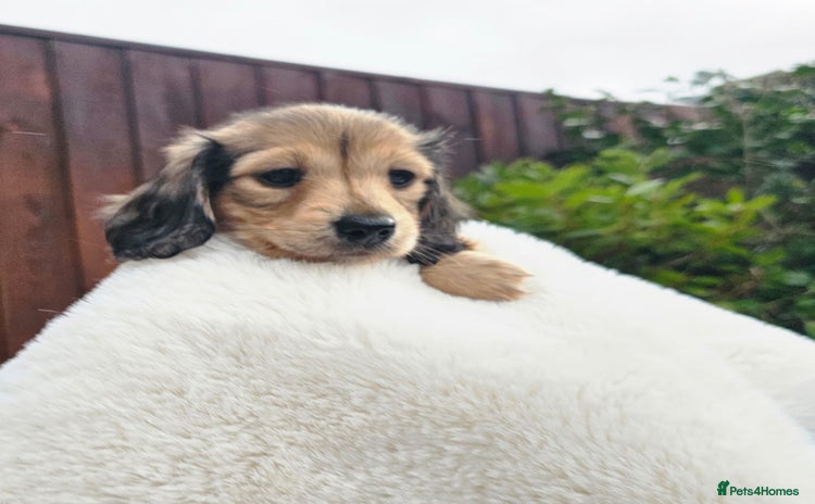 Miniature Dachshund dogs - Advert 4