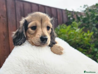 Miniature Dachshund dogs - Advert 2