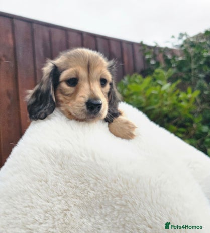 Miniature Dachshund dogs - Advert 4