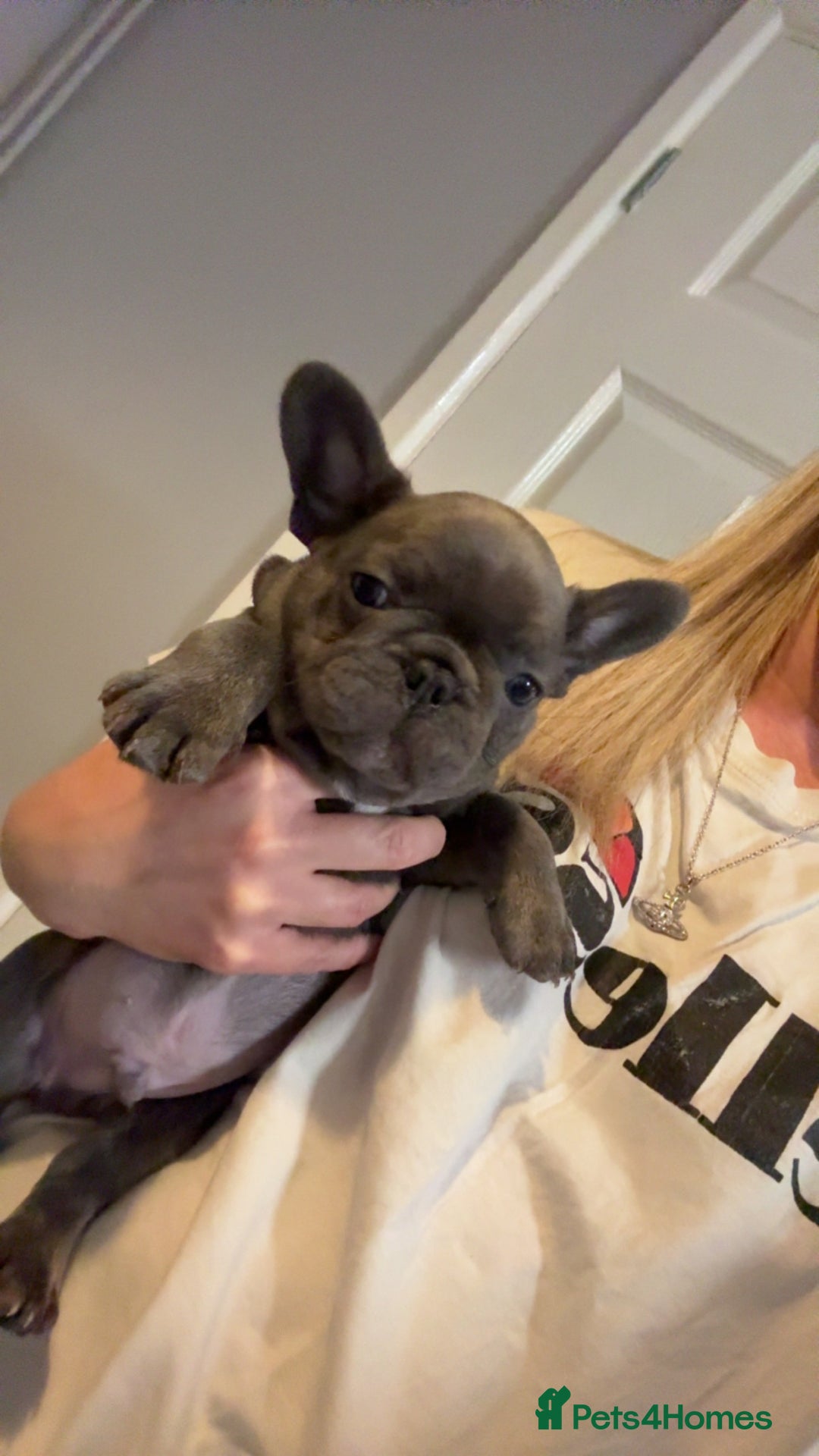 French Bulldog dogs for sale: French bull dog puppie  - Advert 2