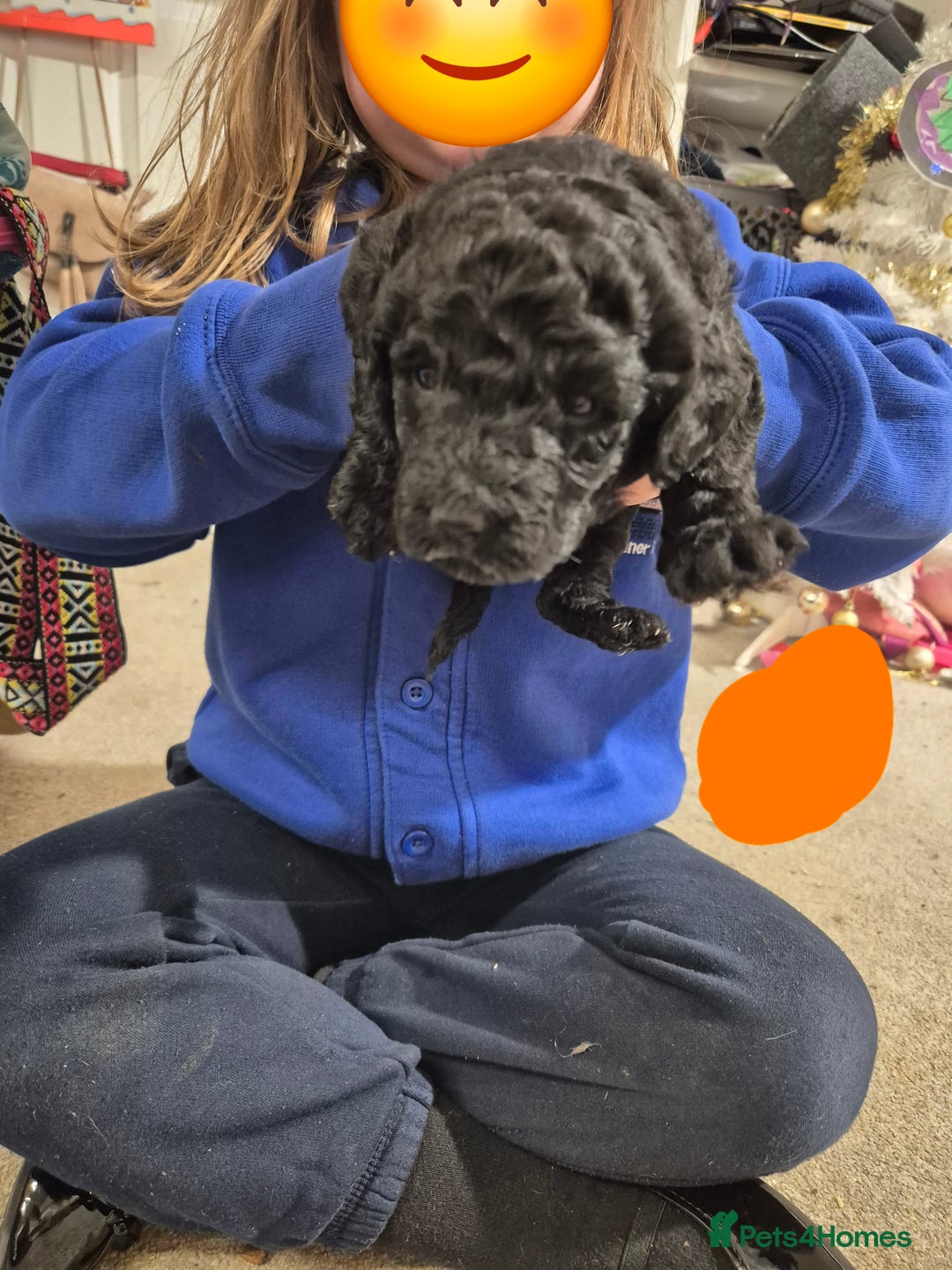 Poodle dogs for sale: Beautiful poodle pups - Advert 4