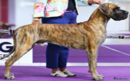 Great Dane dogs for sale: Stunning Brindle/Fawn Great Dane Waiting List Open - Image 4
