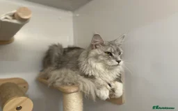 Maine Coon cats for stud: ⭐️ SIR CLYDE ⭐️ STUD AVAILABLE ⭐️ POLYDACTYL ⭐️ - Image 2